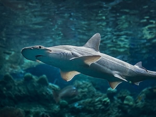 Aquarium of the Pacific