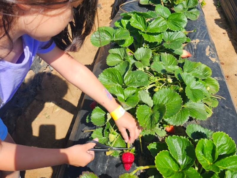 Strawberry Fields image