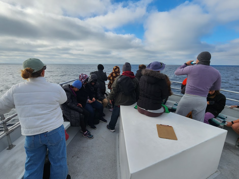Whale Watching image