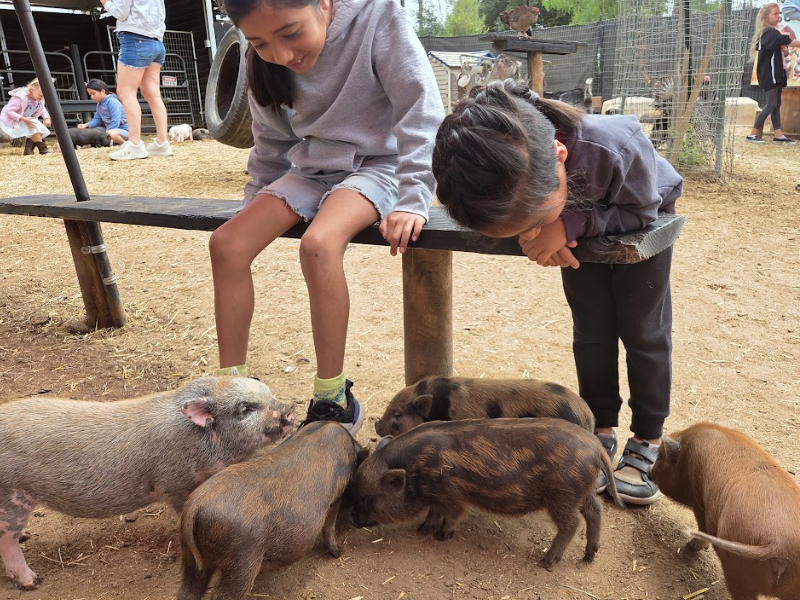 SoCAL Mini Pigs image