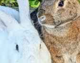 Bunnies, Bounce, Bubbles!!!