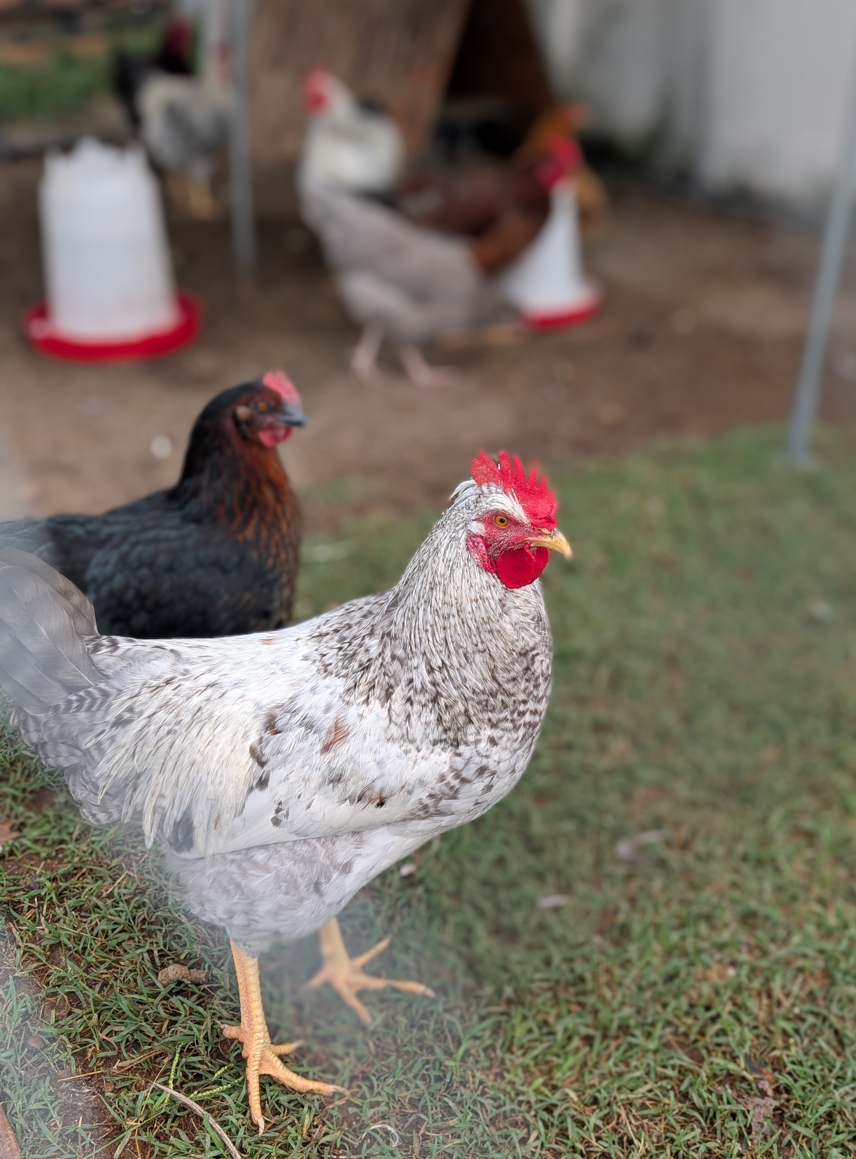 Chicken Coop 2