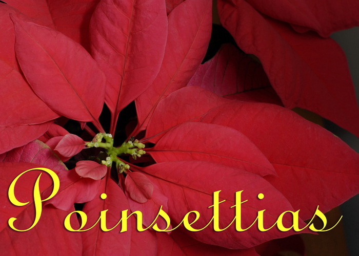 Order Your Poinsettias