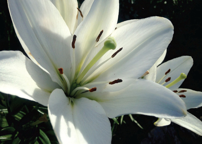 Order Your Easter Lily