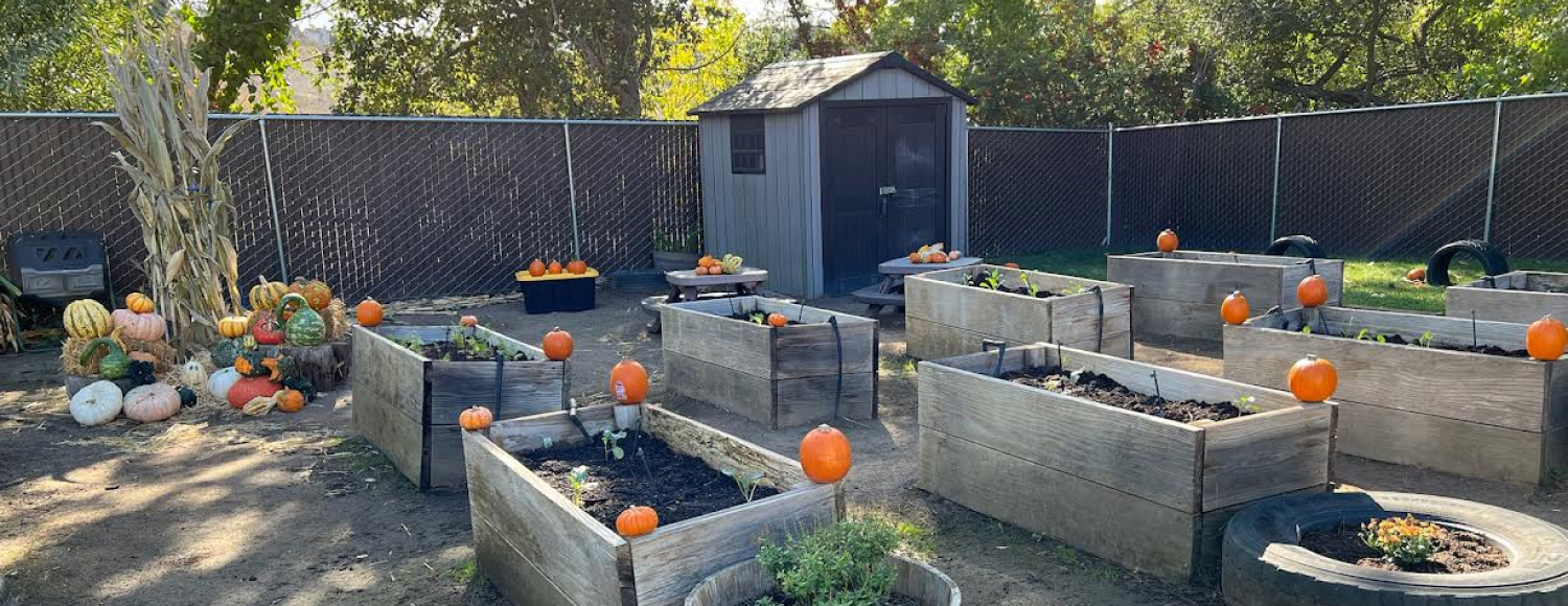 image for Preschool Garden Curriculum