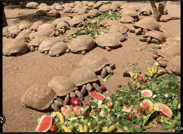 Phoenix Herpetological Sanctuary image