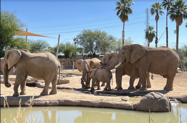 Reid Park Zoo image